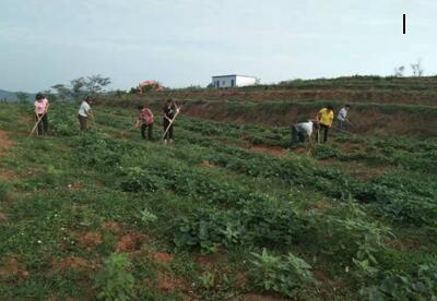 扶貧工作動(dòng)態(tài)(第九十六期)